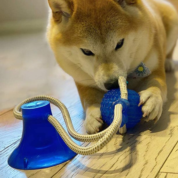 Juguete interactivo Pet Push Ball con ventosa para perro, de varios colores